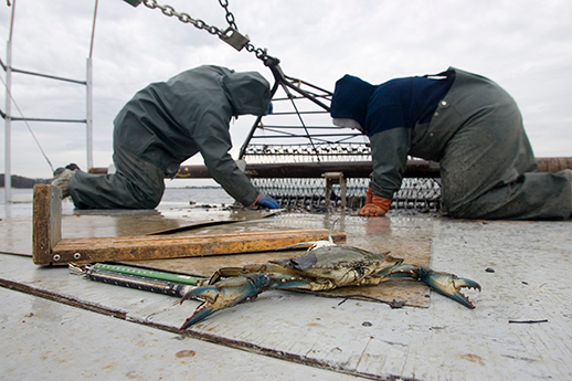 Two biologists sort through blue crabs. Photograph by Skip Brown